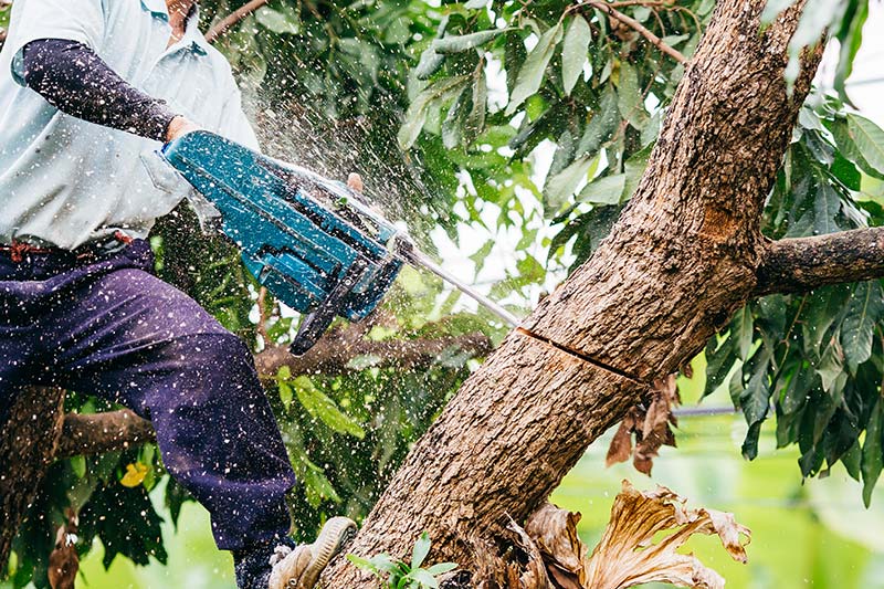 tree removal