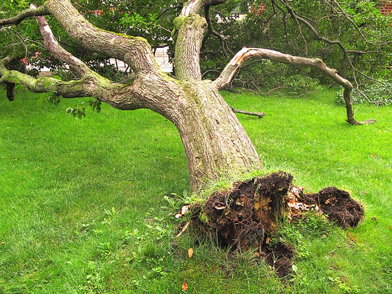fallen tree